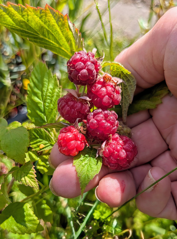 ripe red raspberries on the vine, held by a hand