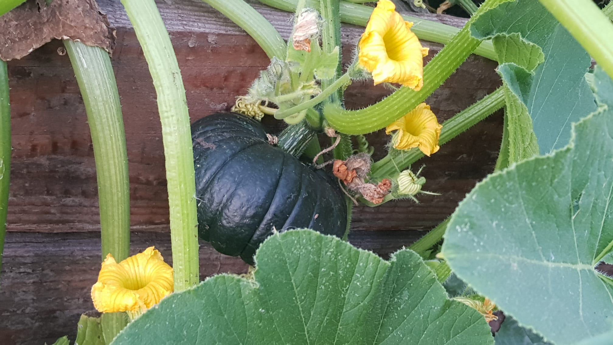 photo of green squash and yellow squash flower