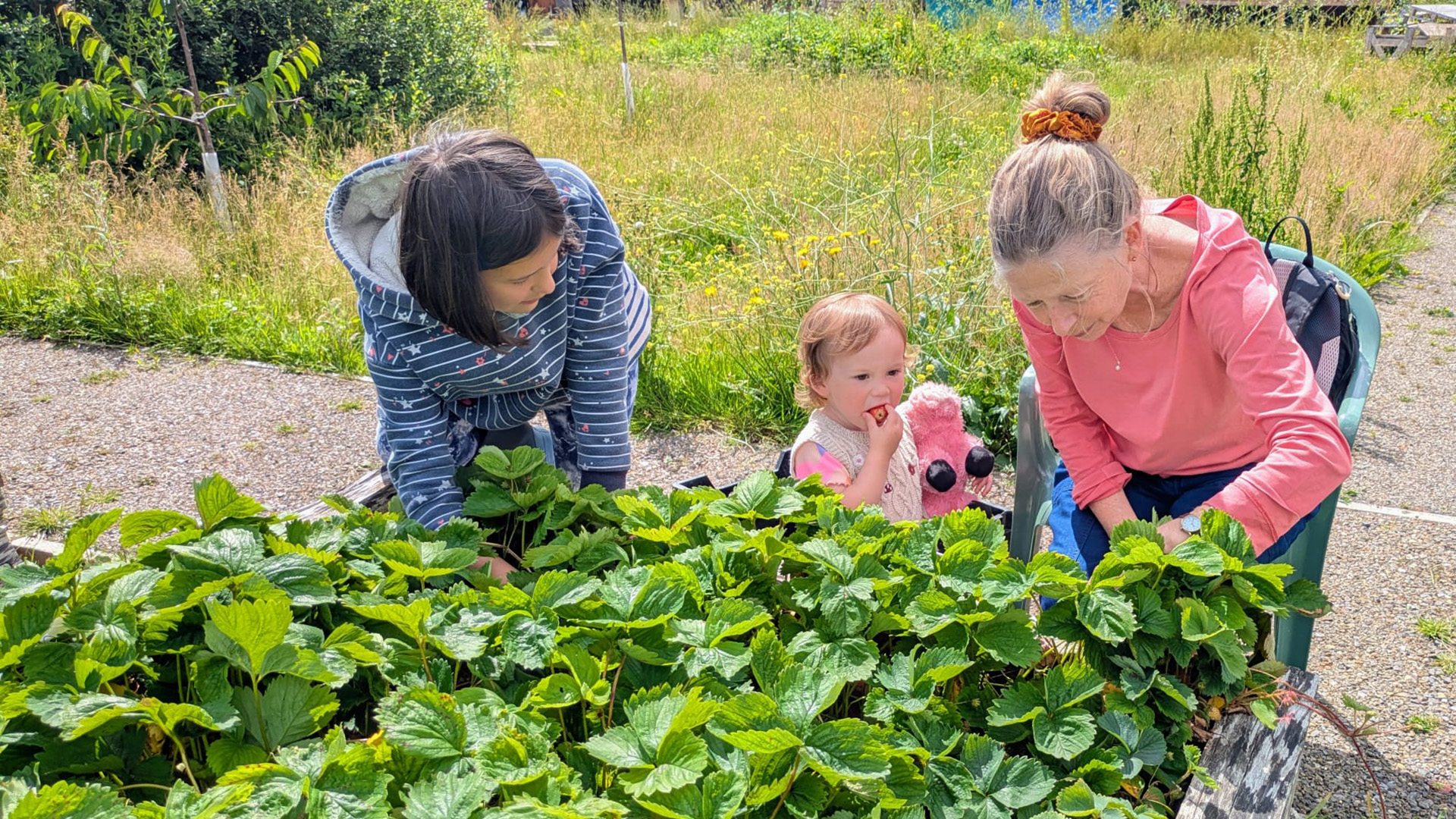 Family looking at the strawberry plants in a raised bed. Child eating strawberry at Yr Ardd.