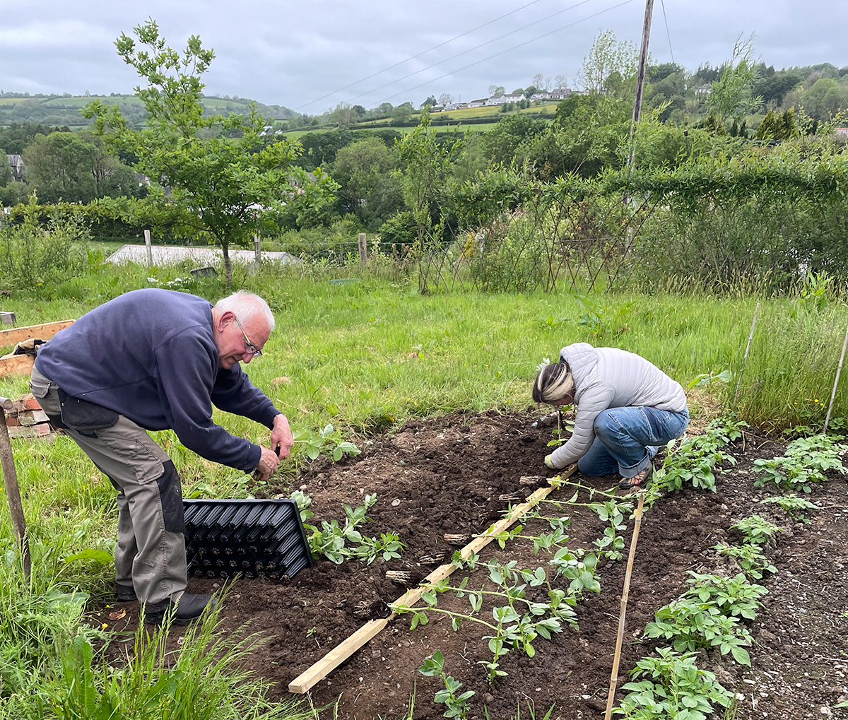A man and a woman planting bean plants in rows